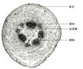 Thumbnail for version as of 17:30, 22 December 2010
