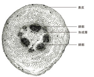 Tochimoto-Asiasarum-cmt239-1.jpg