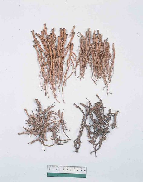 File:Alps:Bupleuri Radix.jpg