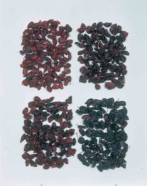 File:Alps:Corni Fructus.jpg
