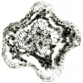 Thumbnail for version as of 12:14, 1 December 2010