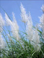 BG-sac11151.jpg
