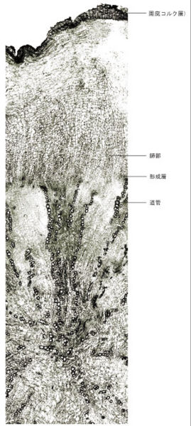 File:Tochimoto-Rehmannia-cmt272.jpg
