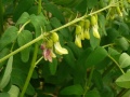 Thumbnail for version as of 12:14, 1 December 2010