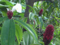 BG-cos05252.jpg