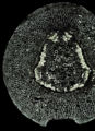 Thumbnail for version as of 12:33, 20 December 2010