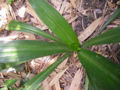 BG-cri16041.jpg