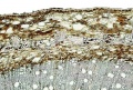 Thumbnail for version as of 14:51, 20 February 2011
