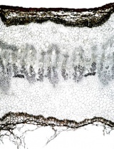 Tochimoto-Cnidium-中国産・中央部 PICT-Ｊ.jpg