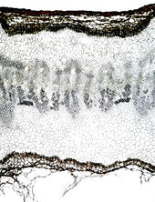 Tochimoto-Cnidium-中国産・中央部 PICT-Ｊ.jpg