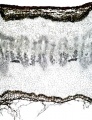 Thumbnail for version as of 14:51, 20 February 2011