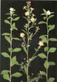BG-sid01271.jpg