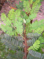 BG-tam16121.jpg