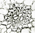 Thumbnail for version as of 22:05, 10 November 2010