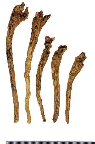File:Tochimoto-Scutellaria-オウゴン-内蒙古通遼-03.jpg