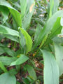BG-zin06161.jpg