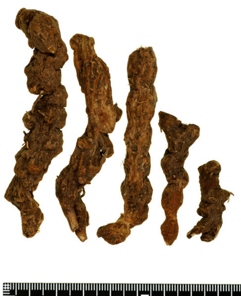 File:Tochimoto-AtractylodesL-ソウジュツ-陝西-漢結晶好-03.jpg
