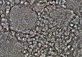 Thumbnail for version as of 22:06, 10 November 2010