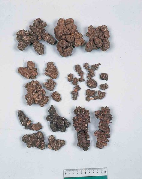 File:Alps:Cnidii Rhizoma.jpg