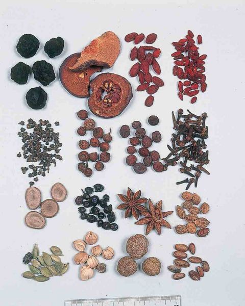 File:Alps:Fructus2.jpg