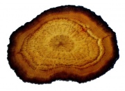 Tochimoto-Ginseng-紅参・単茎根 PICT-Ｊ.jpg