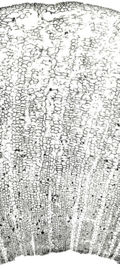 Tochimoto-Moutan-刮丹皮・厚Ｊ.jpg
