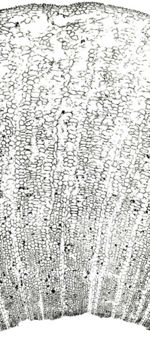 Tochimoto-Moutan-刮丹皮・厚Ｊ.jpg