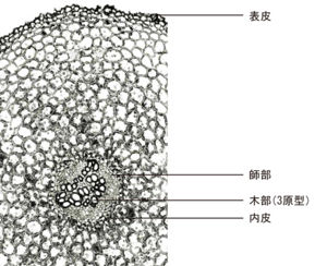 Tochimoto-Asiasarum-cmt239-3.jpg