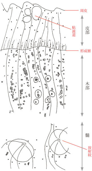 File:Tochimoto-Rhubarb-cmt338.jpg
