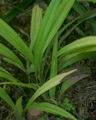 BG-cur01201.jpg