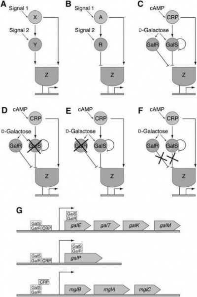 Lecture-Biochem-Modularity-FFL2.jpg