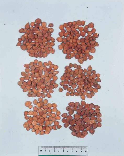 File:Armeniacae Semen.jpg