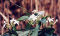BG-mor02201.jpg