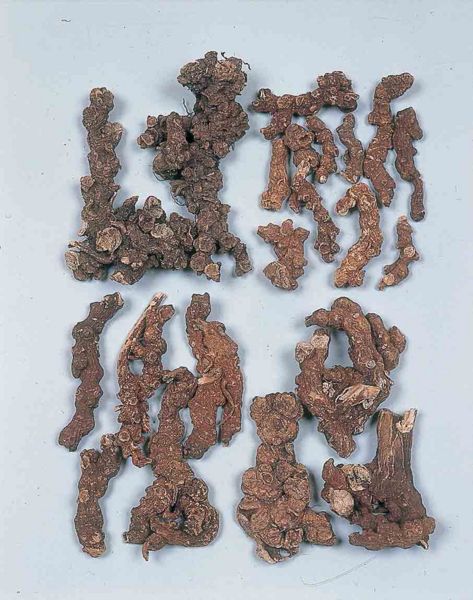 File:Alps:Scopoliae Rhizoma.jpg