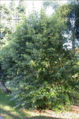 BG-nyc11141.jpg
