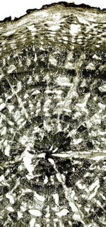 Tochimoto-Bupleurum-北柴胡①J.jpg