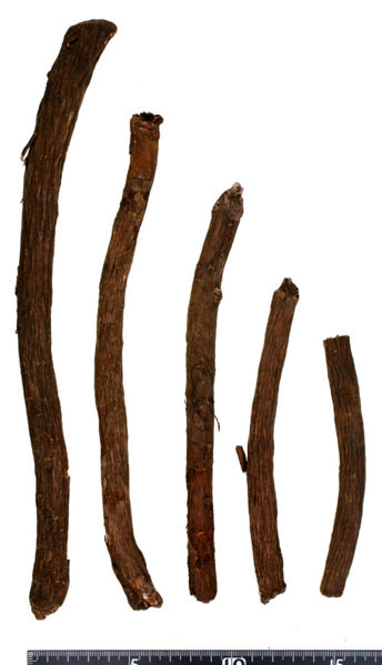 File:Tochimoto-Peony-セキシャク-内蒙古-赤芍-(天恵)-01.jpg