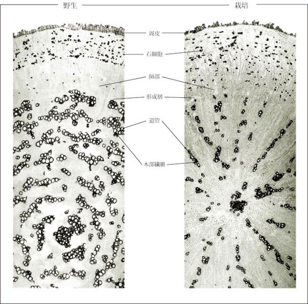 File:Tochimoto-Scutellaria-cmt145.jpg