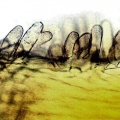 Thumbnail for version as of 14:51, 20 February 2011