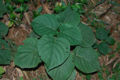 BG-cle10152.jpg