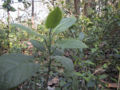BG-lap06091.jpg