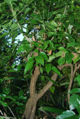 BG-pon02341.jpg