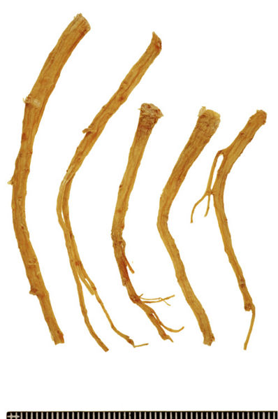 File:Tochimoto-Ginseng-ニンジン-福島県-鬚人参-03.jpg