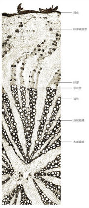 Tochimoto-Glycyrrhiza-cmt187.jpg