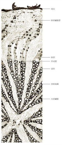 File:Tochimoto-Glycyrrhiza-cmt187.jpg