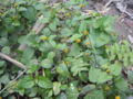 BG-spi18101.jpg