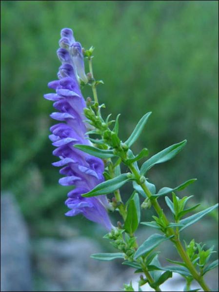File:Tochimoto-Scutellaria-huangqin-(3).jpg
