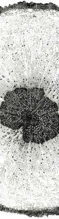 Tochimoto-Moutan-鳳丹皮・芯ｱﾘＪ.jpg