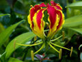 BG-glo01242.jpg
