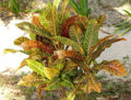 BG-cod14111.jpg